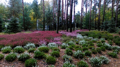 wrzosowisko w ogrodzie w Białej Podlaskiej 